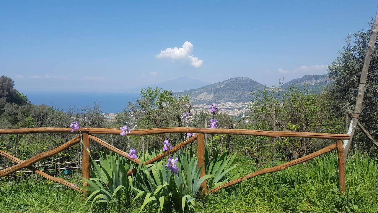 Gli Ulivi Agriturismo Sant'Agnello Eksteriør bilde