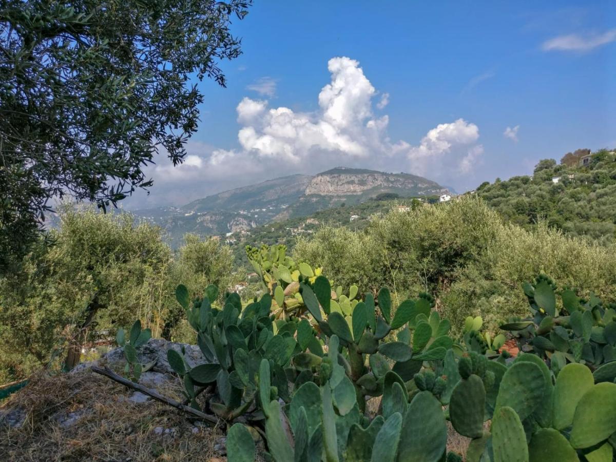 Gli Ulivi Agriturismo Sant'Agnello Eksteriør bilde